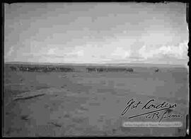 Vista panorámica de escuadrones del regimiento de artillería y caballería, en el campo de práctica de maniobras Militares